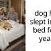 dog has slept in my bed for 7 years