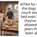 AITAH for wanting the dogs off the couch and in the bed even though they’ve been allowed for 6 years they’ve been alive?