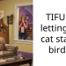 Man Lets His Cat Stalk A Bird And Ends Up On The Flock’s A**hole List