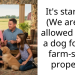 Couple Taken Aback After Boyfriend’s Landlord-Mother Refuses To Allow Them to Get A Dog, And Her Reasons Are Astonishing