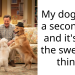 Dog Owner Shares How His Dog Lives A Precious Dual Life By Regularly Visiting A Bereaved Elderly Woman To Comfort Her