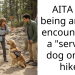 Hiker Woman Gets Blasted Online For Telling Someone Their Service Dog Is Fake After Encountering Them On A Trail That Was Supposed To Be Dog-Free