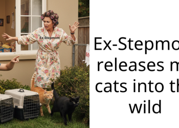 Cruel Stepmom Releases Redditor’s Cats Into The Woods And Leaves State To Avoid Court