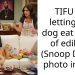 Ba*set Hound Gets High After Eating Peanut B**ter Cookies Her Owner Baked For Friend’s Bachelorette
