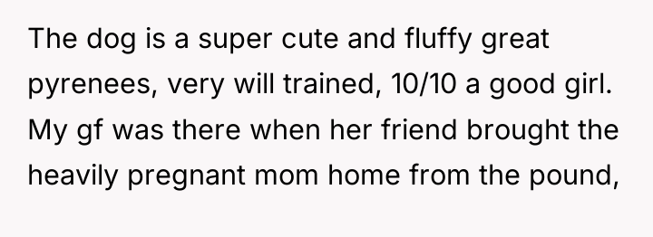 The dog is a super cute and fluffy great pyrenees,...
