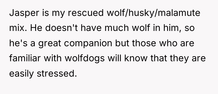 Jasper is my rescued wolf/husky/malamute mix. He doesn't have much...