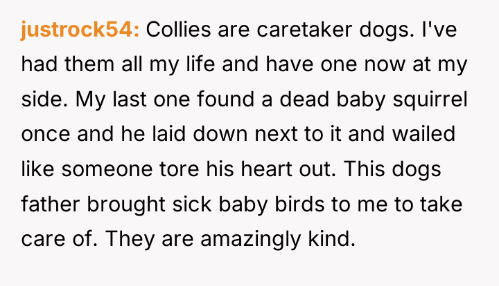 justrock54 Collies are caretaker dogs. I've had them all my...