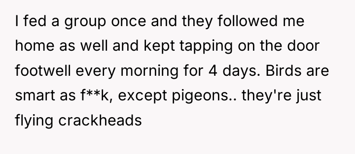 I fed a group once and they followed me home...