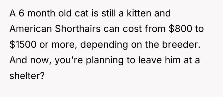 A 6 month old cat is still a kitten and...