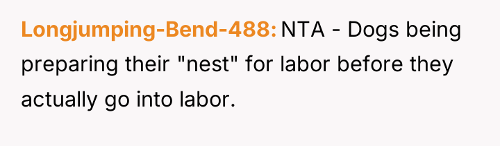 Longjumping-Bend-488 NTA - Dogs being preparing their "nest" for labor...