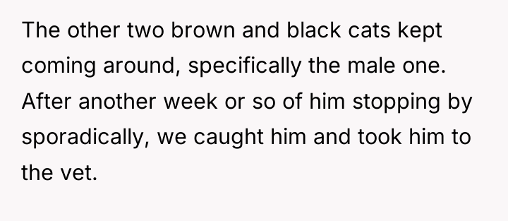 The other two brown and black cats kept coming around,...