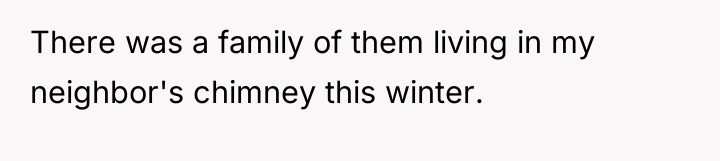 There was a family of them living in my neighbor's...