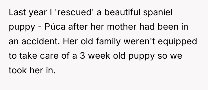 Last year I 'rescued' a beautiful spaniel puppy - Púca...