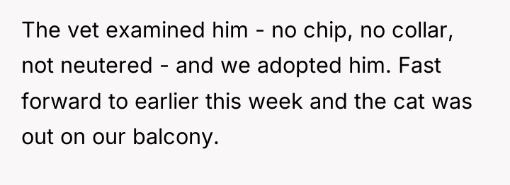 The vet examined him - no chip, no collar, not...