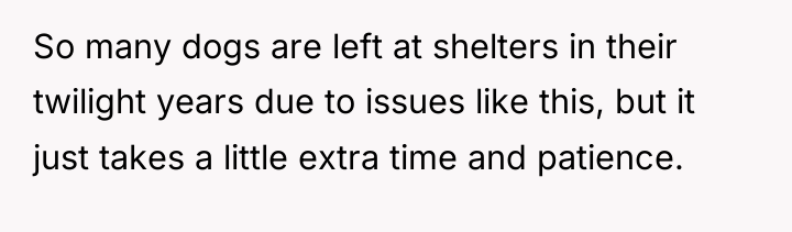 So many dogs are left at shelters in their twilight...