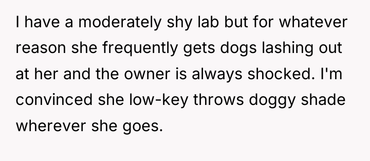 I have a moderately shy lab but for whatever reason...