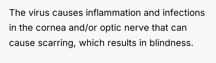 The virus causes inflammation and infections in the cornea and/or...
