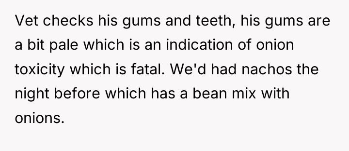 Vet checks his gums and teeth, his gums are a...