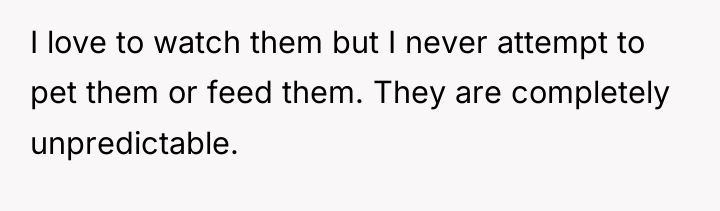 I love to watch them but I never attempt to...