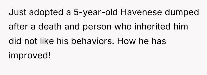 Just adopted a 5-year-old Havenese dumped after a death and...