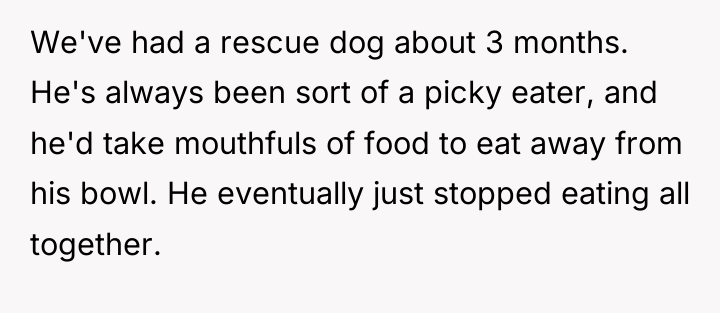 We've had a rescue dog about 3 months. He's always...