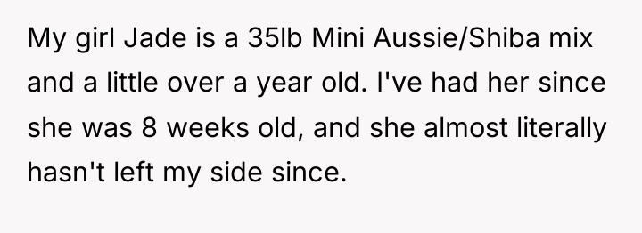 My girl Jade is a 35lb Mini Aussie/Shiba mix and...