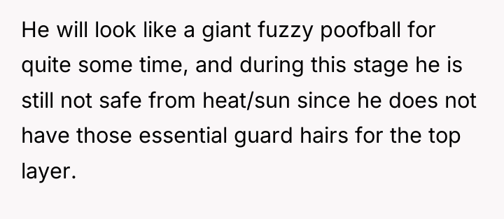He will look like a giant fuzzy poofball for quite...
