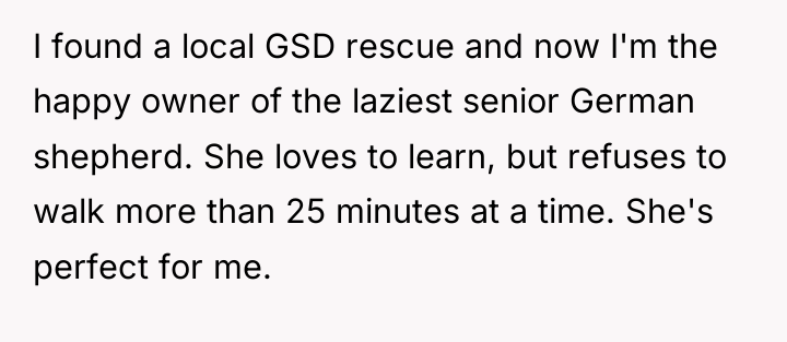 I found a local GSD rescue and now I'm the...