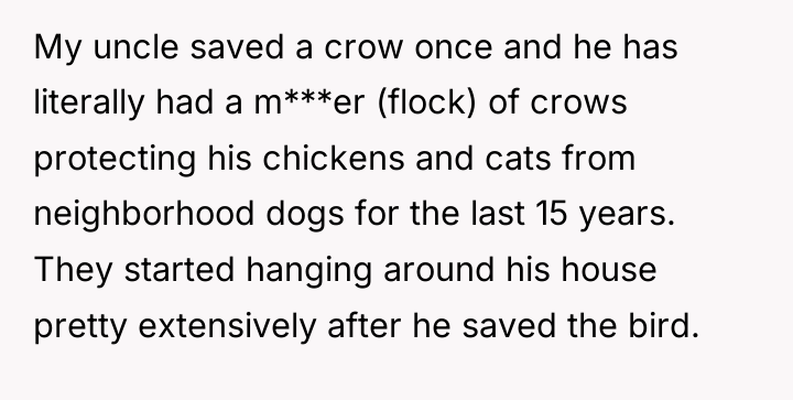 My uncle saved a crow once and he has literally...