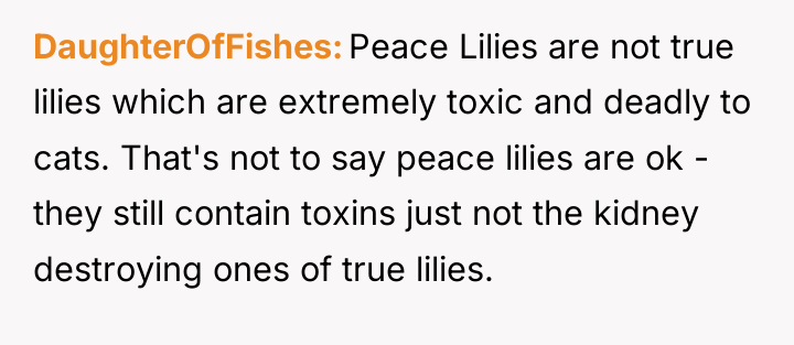 DaughterOfFishes Peace Lilies are not true lilies which are extremely...