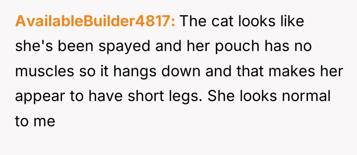 AvailableBuilder4817 The cat looks like she's been spayed and her...