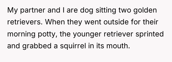 My partner and I are dog sitting two golden retrievers....