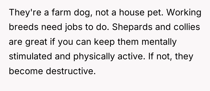 They're a farm dog, not a house pet. Working breeds...