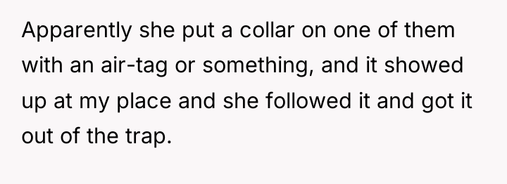Apparently she put a collar on one of them with...