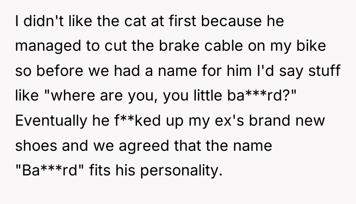 I didn't like the cat at first because he managed...