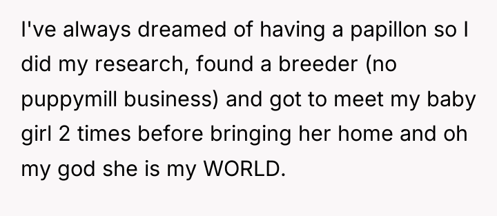 I've always dreamed of having a papillon so I did...