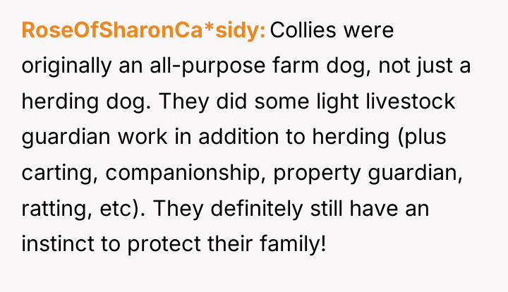 RoseOfSharonCa*sidy Collies were originally an all-purpose farm dog, not just...