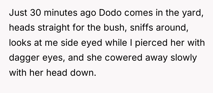 Just 30 minutes ago Dodo comes in the yard, heads...
