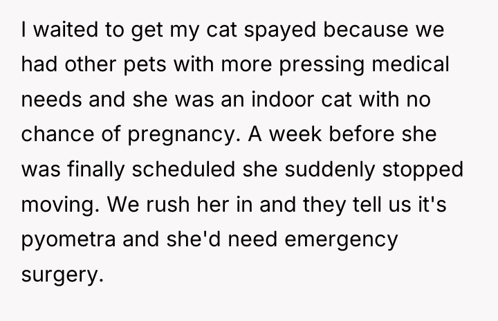 I waited to get my cat spayed because we had...