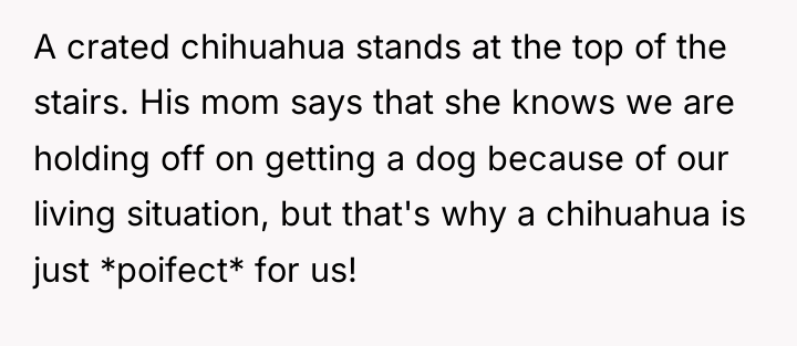 A crated chihuahua stands at the top of the stairs....