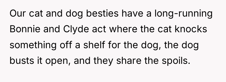 Our cat and dog besties have a long-running Bonnie and...