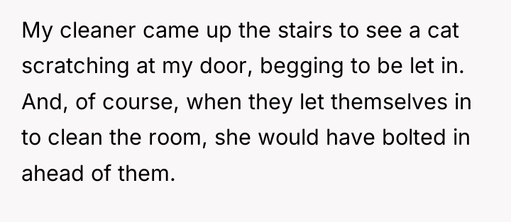 My cleaner came up the stairs to see a cat...
