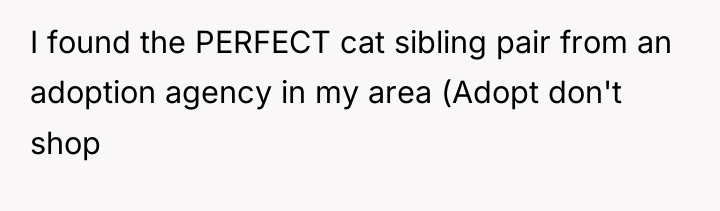 I found the PERFECT cat sibling pair from an adoption...