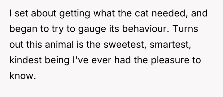 I set about getting what the cat needed, and began...