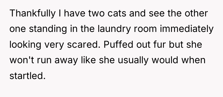 Thankfully I have two cats and see the other one...