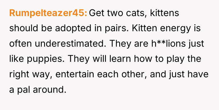 Rumpelteazer45 Get two cats, kittens should be adopted in pairs....