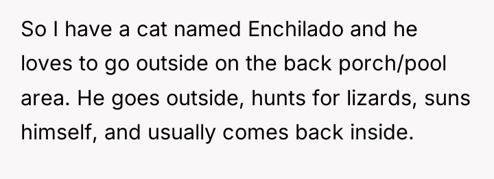 So I have a cat named Enchilado and he loves...
