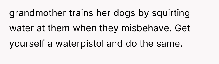 grandmother trains her dogs by squirting water at them when...