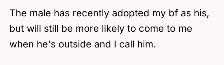 The male has recently adopted my bf as his, but...