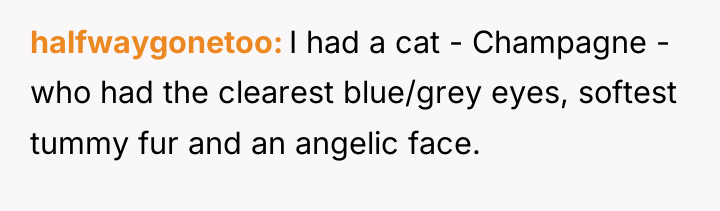 halfwaygonetoo I had a cat - Champagne - who had...